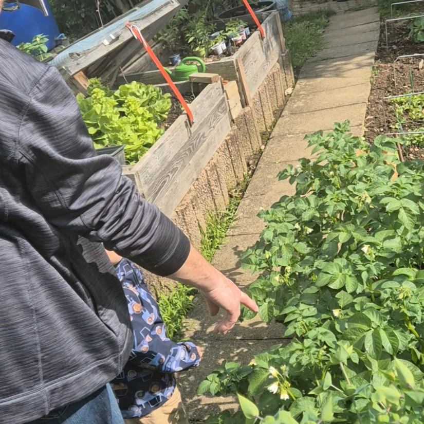 Ein Kind ist mit seinem Opa im Garten und schaut wie das Gemüse wächst.